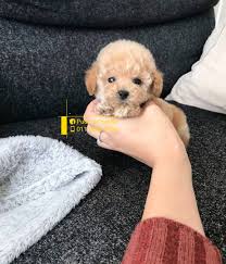 Newdoggy.com not only markets the cutest puppies and dogs available from qualified and ethical breeders, but also makes sure that toy poodle puppies on sale are in good mental and physical health. Available Puppies Pudoru Teddy Poodle