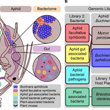 Image result for Buchnera capitata