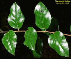 Image result for Flacourtia