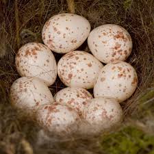 Small White Bird Eggs With Brown Spots Pin On Birds Of A Feather