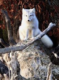 Rare White Fox Found At Comlara Park Animals Wildlife Animals Arctic Fox
