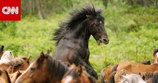 سكس حصان مع حصانه