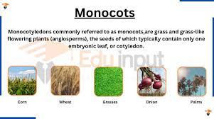 Monocots-Organization, Forms, Morphology, and Root System