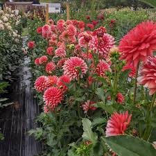 That's why at yellow octopus we have selected a range of kris. Kate Stoner On Instagram Merry Christmas Hollyhill Kris Kringle And I Wish You A Splendid Day Greencastlegrown Flowers For Sale Dahlia Garden Shot