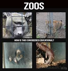 Your Next Facebook Share Zoos Are Usually Not Educational Peta Animals Zoo Zoo Animals