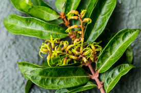 Image result for Oncinotis tenuiloba