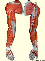 Muscles that participate in the (écorché charts are diagrams showing the figure without skin or subcutaneous tissue, so the accompanying muscle diagram reveals the positions of the lower arm muscles and their tendons in. Bio201 Arm Muscles Mo Hinh