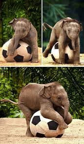 so cute love elephant day baby animals funny cute baby elephant