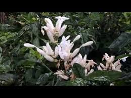 Image result for Whitfieldia brazzae