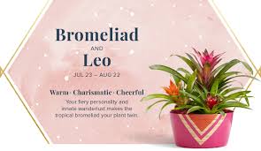 In the leo and cancer love compatibility, the best thing about this couple is how they are both dedicated to having a genuine connection. Your Perfect Plant According To Your Zodiac Sign Proflowers