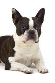 14,768 likes · 81 talking about this. Boston Terrier Temperament Friendly Energetic Family Dog