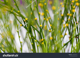 Image result for Psilotum nudum