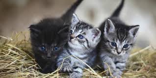 Kedi Tirmalamasi Durumunda Ne Yapmali Bilmisler