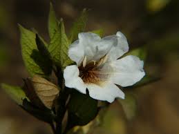 Image result for Petalidium englerianum