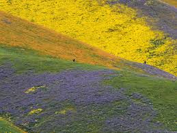 What kind of flowering plants live in california? Photos The Super Bloom In California S Desert After The Drought Vox