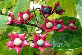 Image result for Clerodendrum ternatum