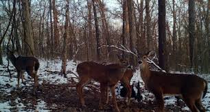 What can you feed deer. Supplemental Deer Feeding What You Need To Know Gyt90