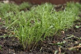 We did not find results for: How To Plant Grow And Harvest Dill