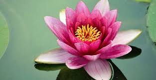 Kannada language flower name in kannada. National Flower Of India Lotus An Essay