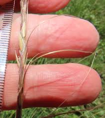 Image result for Urelytrum agropyroides