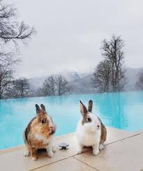 2 Bunnies Pose By A Luxurious Pool Kaninchen Tiere Susse Bilder