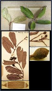 Image result for Cryptocarya