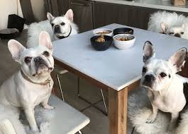 When your pup hits around 7 years old, it's time to start considering a senior dog food. Healthy Homemade Food For Your French Bulldog What The Frenchie