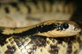 False Water Cobra Hydrodynastes Gigas Reptiles Pet Pet Hacks Snake