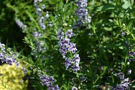 Summer Snapdragon Angelmist Purple Stripe Angelonia Angustifolia 12 24 Tall Plants Seasons