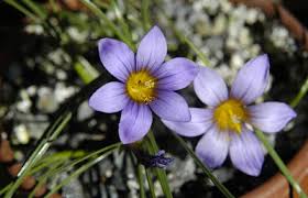 Image result for Romulea