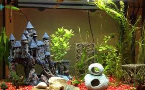 A fish tank should be at the top of your list. Best Betta Fish Tank Setup Vang Bettas