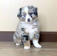 Australian shepherd border collie cross puppies for sale, they were born may 18th, they have been vet checked and have their shots, they are ready for a new loving home. Red Australian Shepherd Puppies Kijiji In Ontario Buy Sell Save With Canada S 1 Local Classifieds