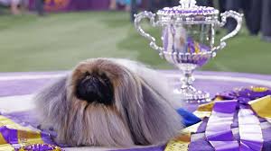 Image result for pekingese