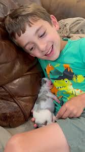 Aracari Silken Windhounds