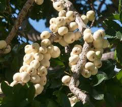 Image result for Syzygium niassense