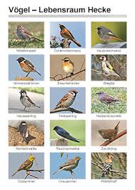 Unsere häufigsten gartenvögel im porträt. Vogelkartei Wiesen Hecken Und Garten