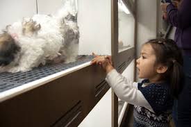 8023 beverly blvd, los angeles, ca 90048, usa. Proposed Bill Would Ban The Sale Of Non Rescue Dogs Cats Across Entire State Of California The Dogington Post