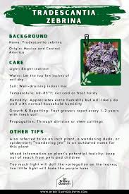 Image result for Tradescantia zebrina