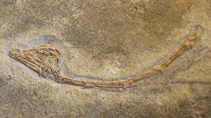 Image result for Tanystropheus