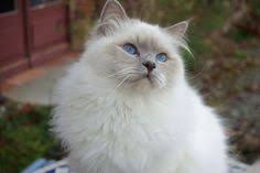 Chat Sacre De Birmanie Lilac Point Chat Sacre De Birmanie Sacre De Birmanie Illustration De Chat