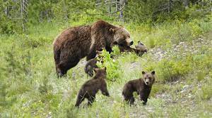 Unlike other grizzlies that frequently startle and sometimes attack elk hunters in the yellowstone national park region, these bears didn't appear to. Grizzly Vs Grizzly Video Shows Massive Bears Fight Over Elk Carcass In Yellowstone