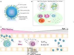 Amantadine and rimantadine have comparable efficacy and effectiveness in relieving or treating symptoms of influenza a in healthy adults, although rimantadine. Frontiers T Cell Immunity To Influenza In Older Adults A Pathophysiological Framework For Development Of More Effective Vaccines Immunology