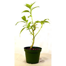 Jasmine plants bloom in the summertime and are known for their sweet, exotic fragrace on warm evenings. 9greenbox Night Blooming Jasmine 4 Pot Walmart Com Walmart Com