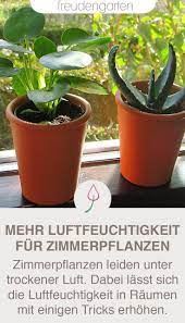 optimale luftfeuchtigkeit fur zimmerpflanzen pflanzen zimmerpflanzen krauter pflanzen