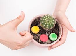 The remaining stem of a healthy beheaded plant should grow new leaves in a compact grouping, making for a sturdier, more attractive plant. How To Pot A Spiny Cactus Without Getting Pricked 14 Steps