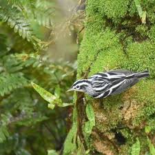 Image result for Pavetta gracillima