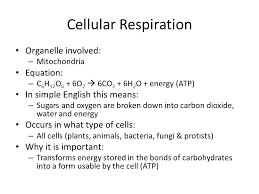 The purpose of cellular respiration is to take nutrients and break them down for energy for the cell. Biology Eoc Review Booklet Ppt Video Online Download
