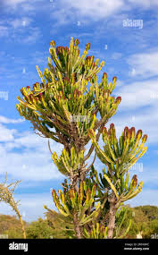 Image result for Euphorbia candelabrum