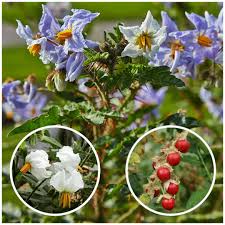 Image result for Solanum sisymbriifolium
