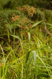 Image result for Rhynchosia congensis